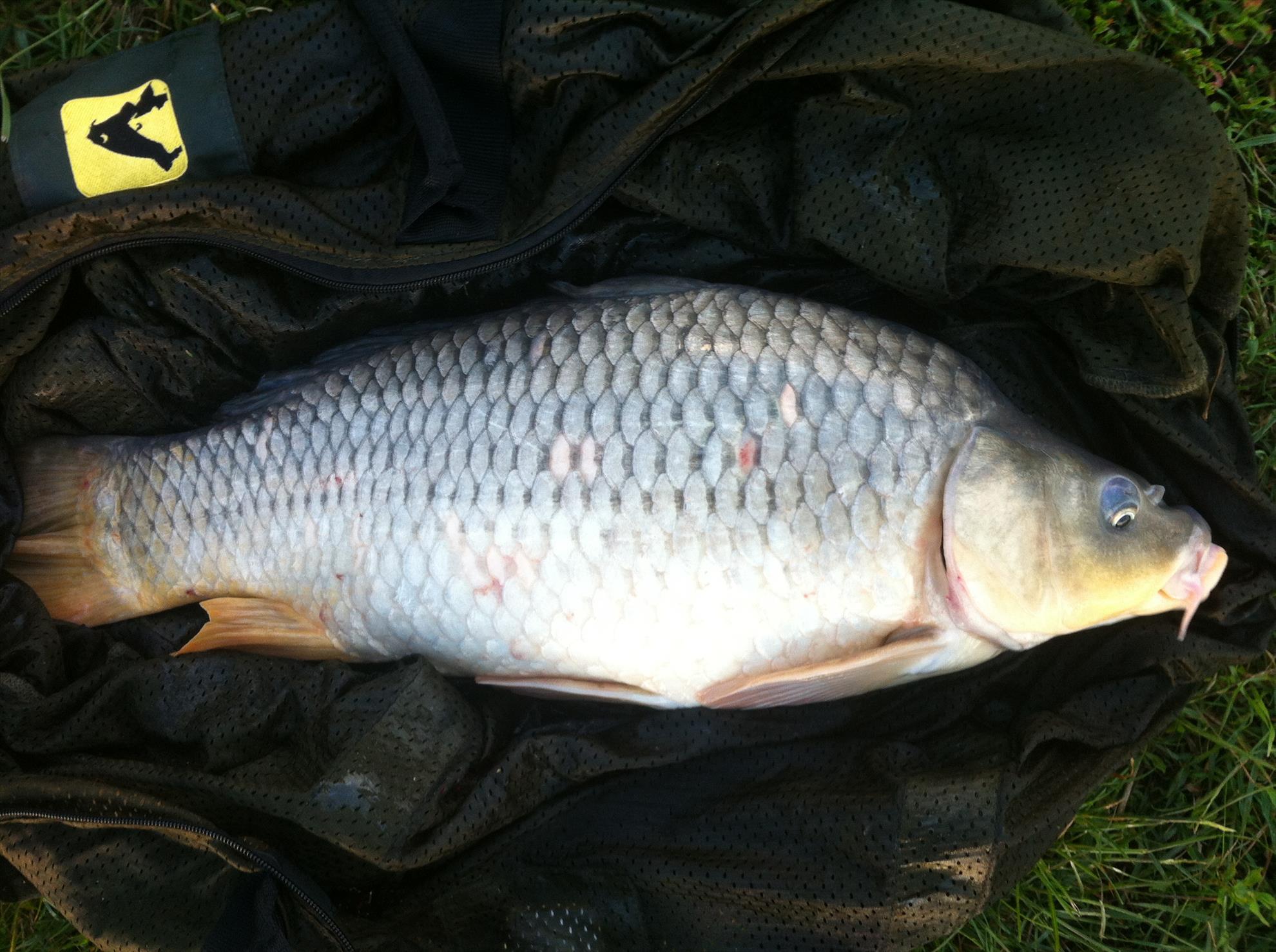 Tancabesti si Moara Vlasiei2 - moara-vlasiei-2-002.jpg